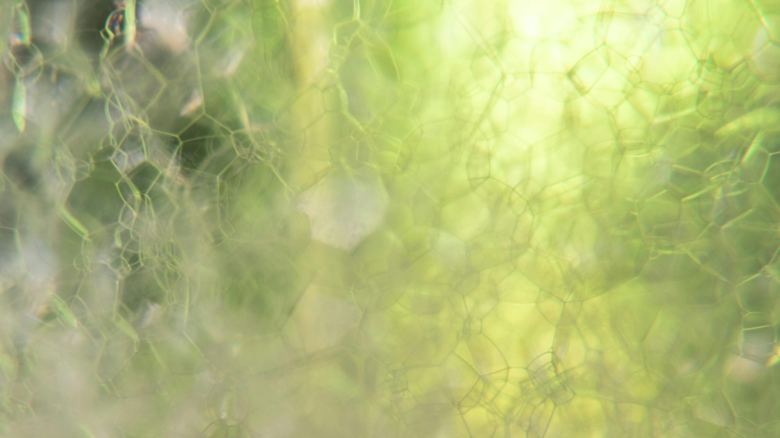 Depth-oriented therapy for individuals in Toronto - sessions offered in-person and virtual. 